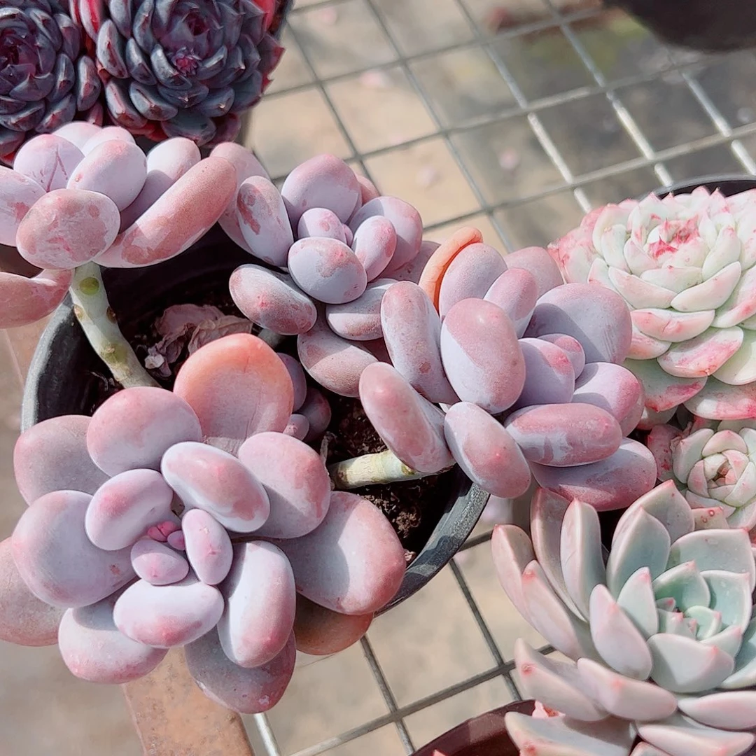 桃美人多头造型精品