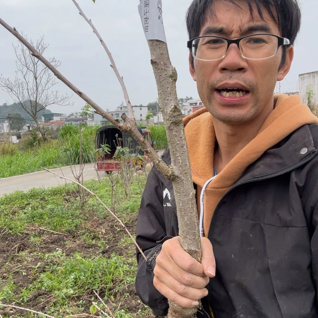 当前无花栽培后可以开花55