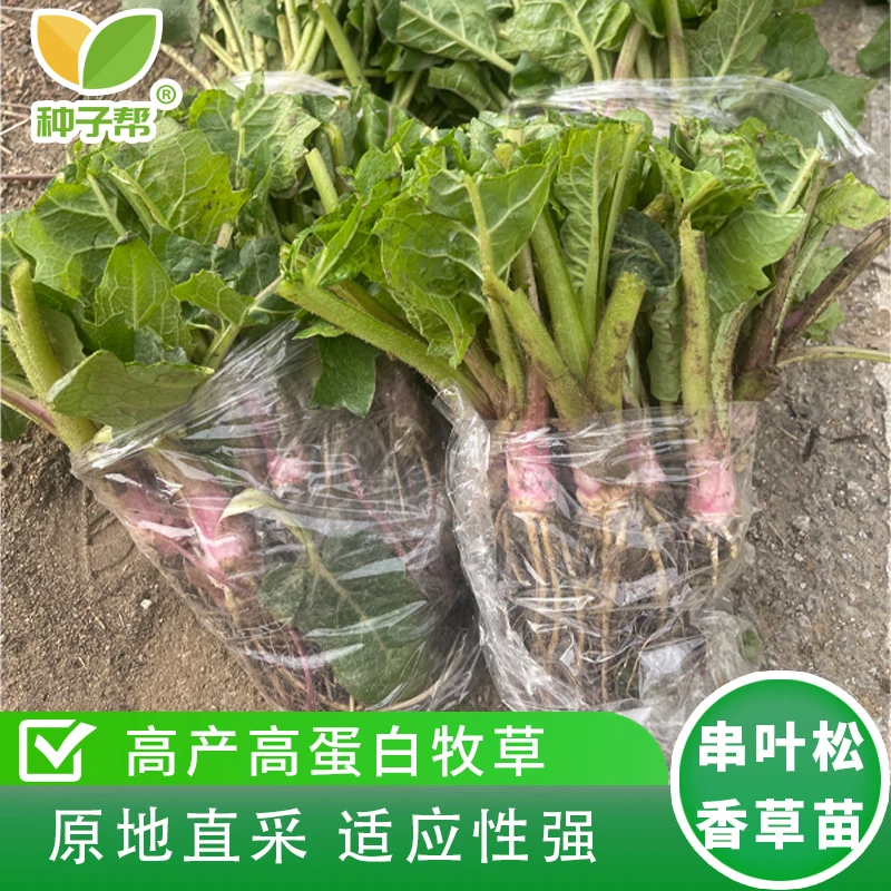 串叶松香草苗子多年生耐寒高蛋白春秋种植阔叶菜牧草