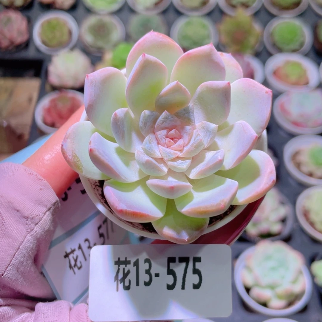 花利美13-575新品