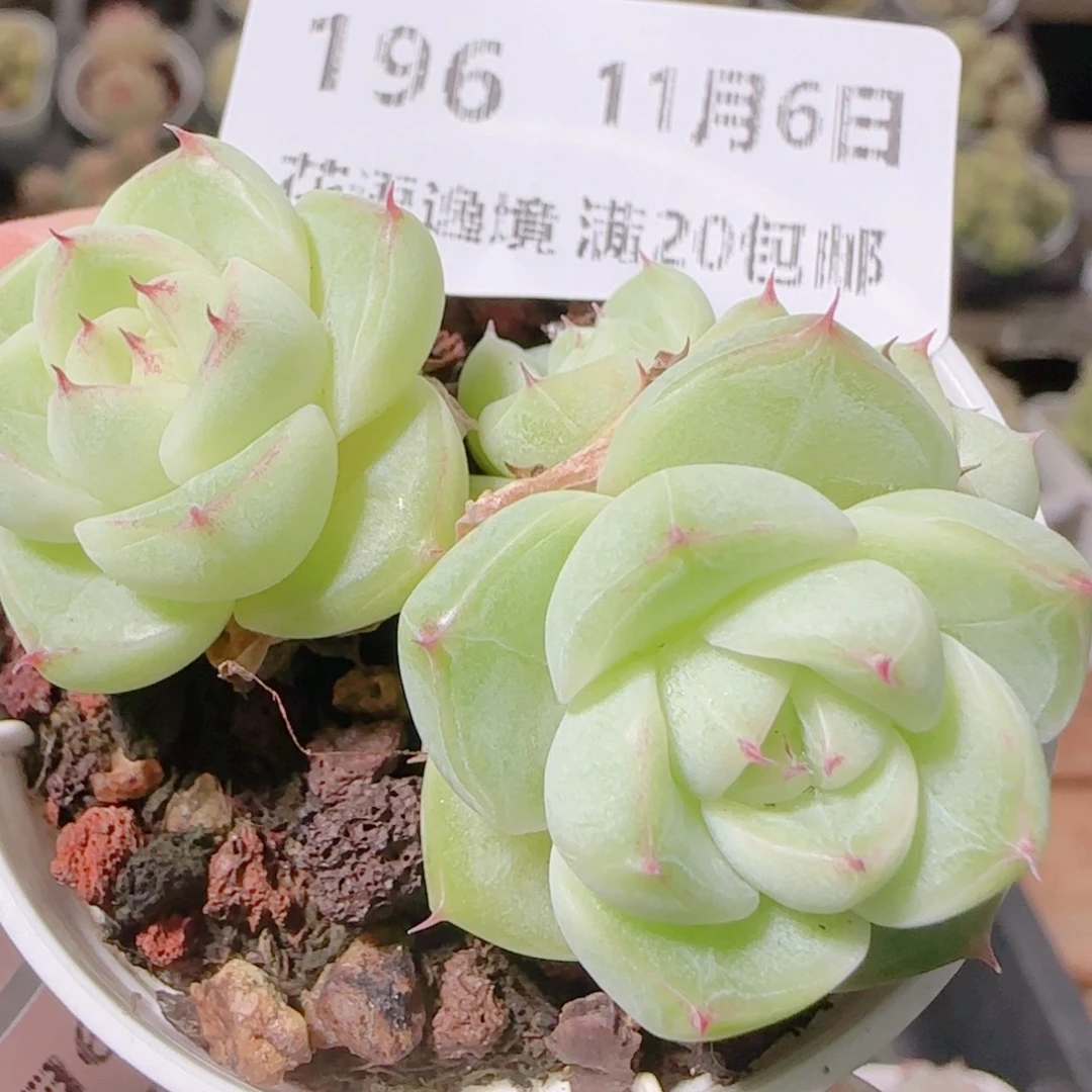 花语逸镜1106-196散