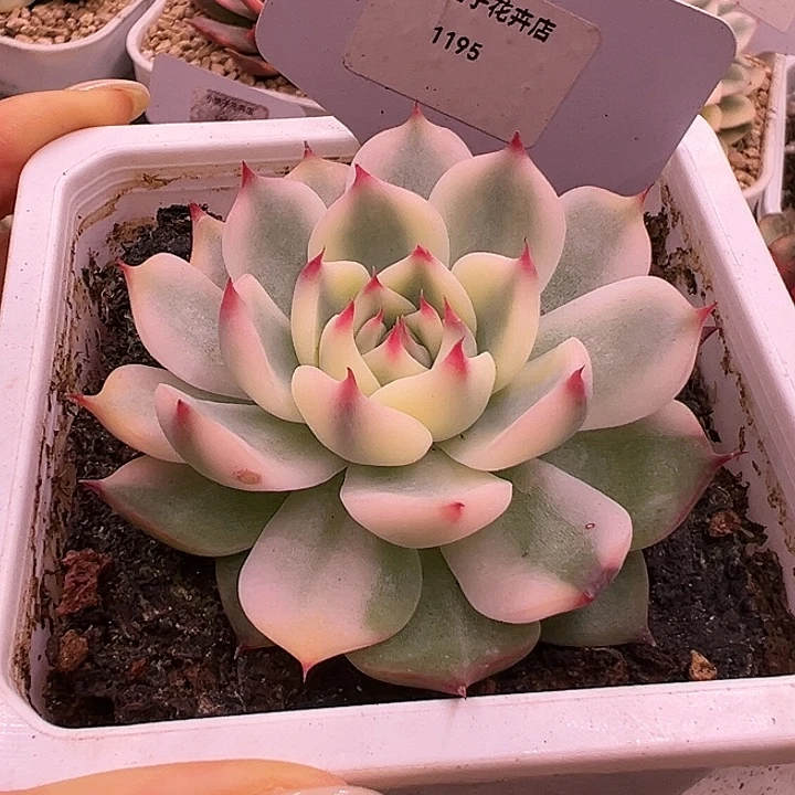 1195吉娃娃锦多肉植物