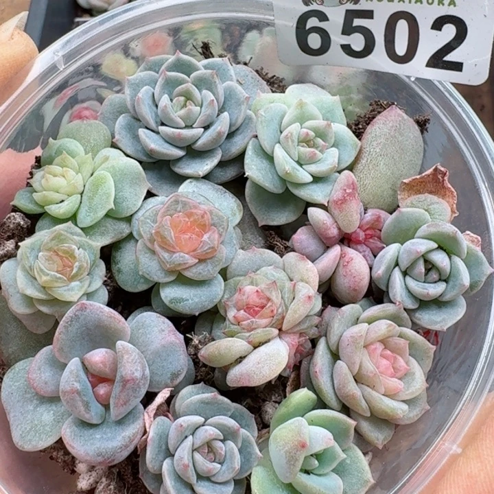 多肉植物多肉植物