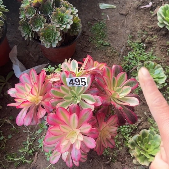 无花朵美杜莎495号不包断枝