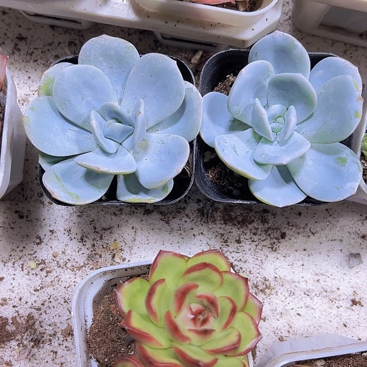 抹茶19包邮多肉植物