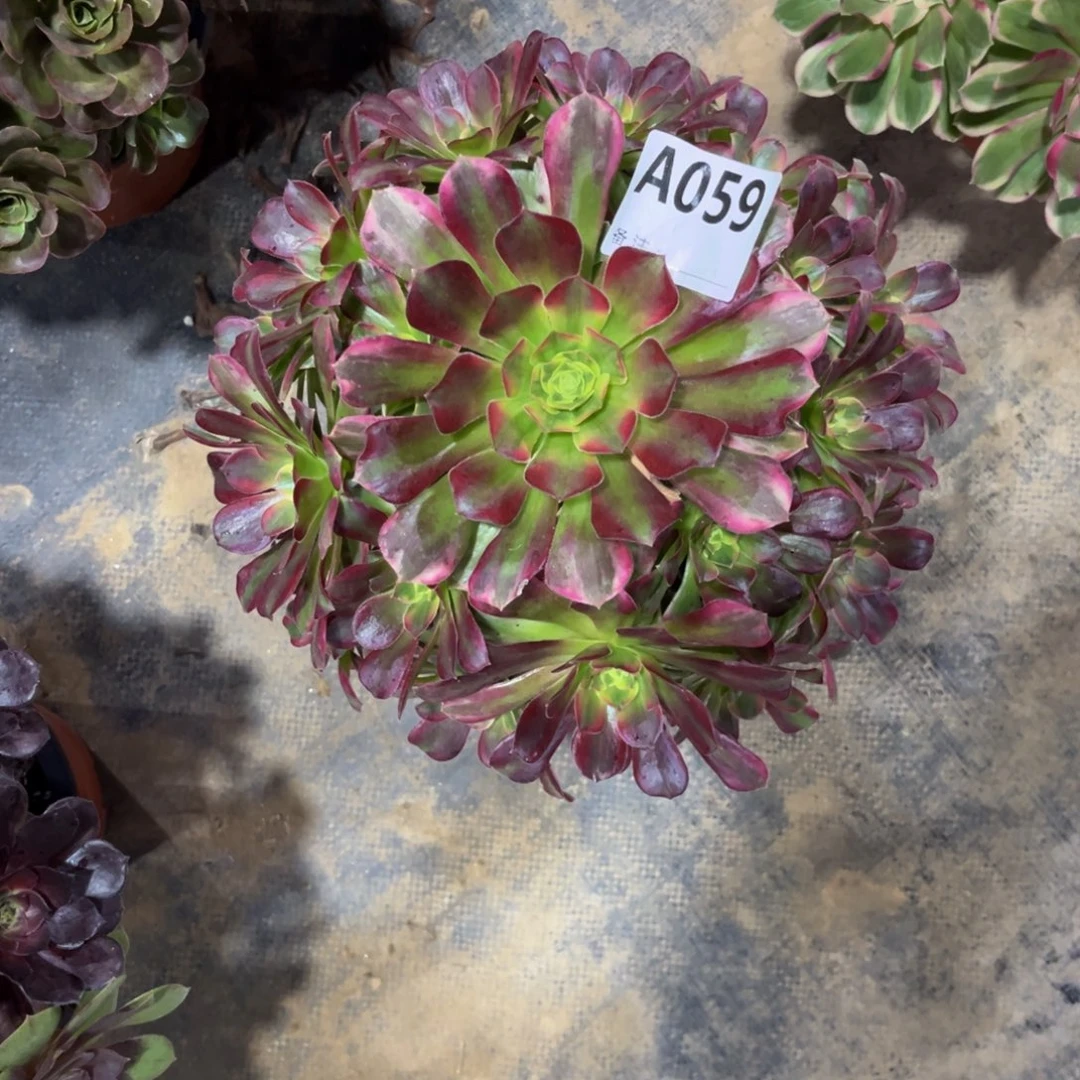 多肉植物安娜锦059多肉