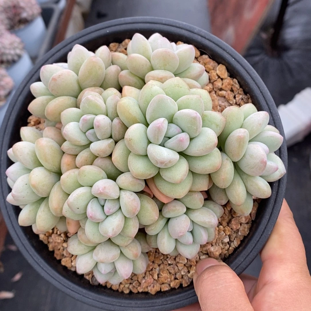 泡泡糖老桩一物一拍