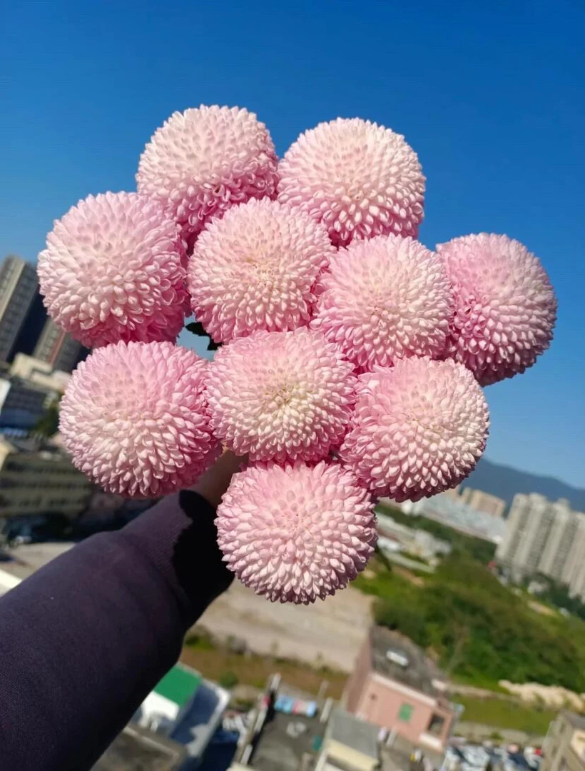 粉色乒乓菊鲜花粉嘟嘟少女粉球型可爱水培