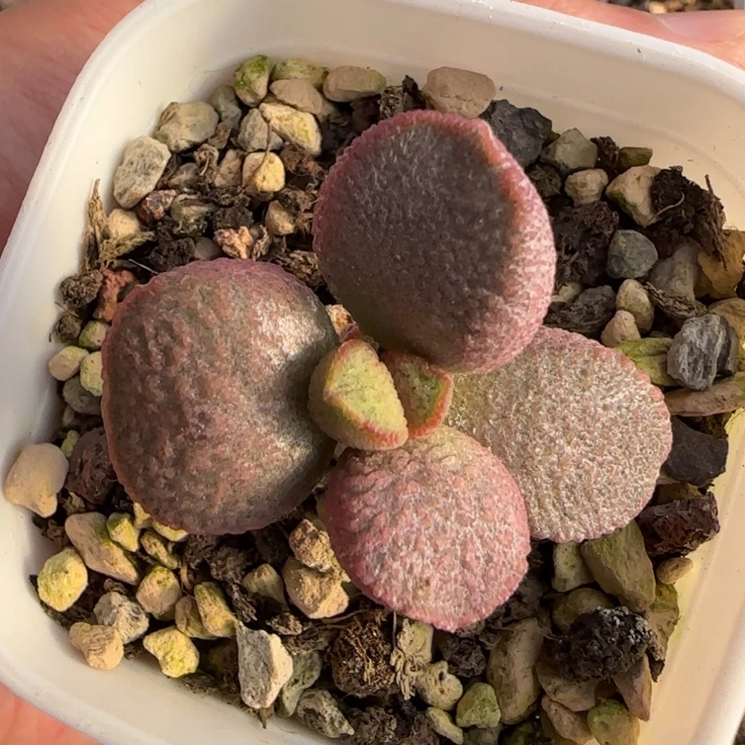 园艺水泡多肉植物