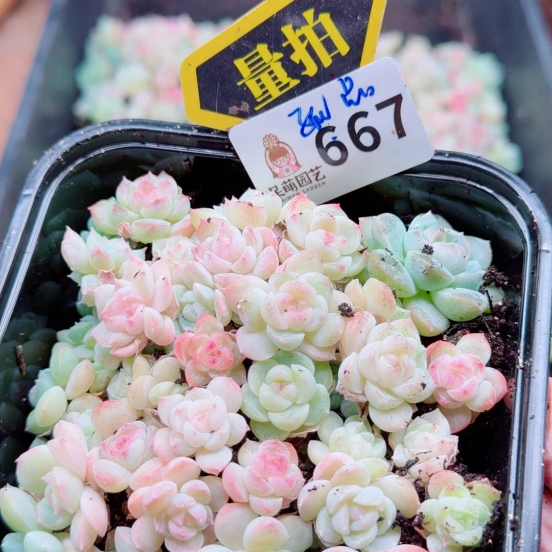 多肉植物多肉植物
