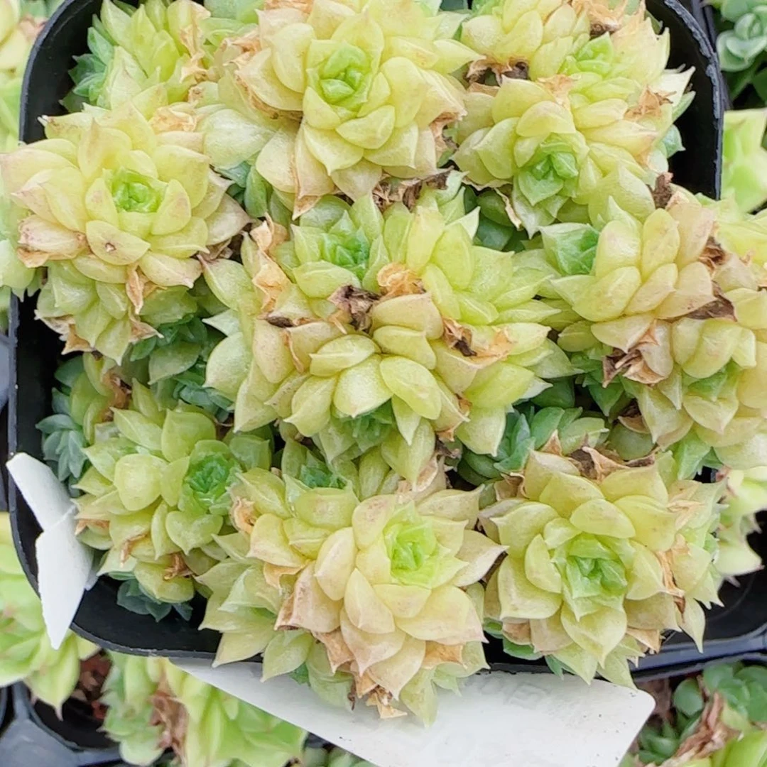 *****花语逸镜0703-91散