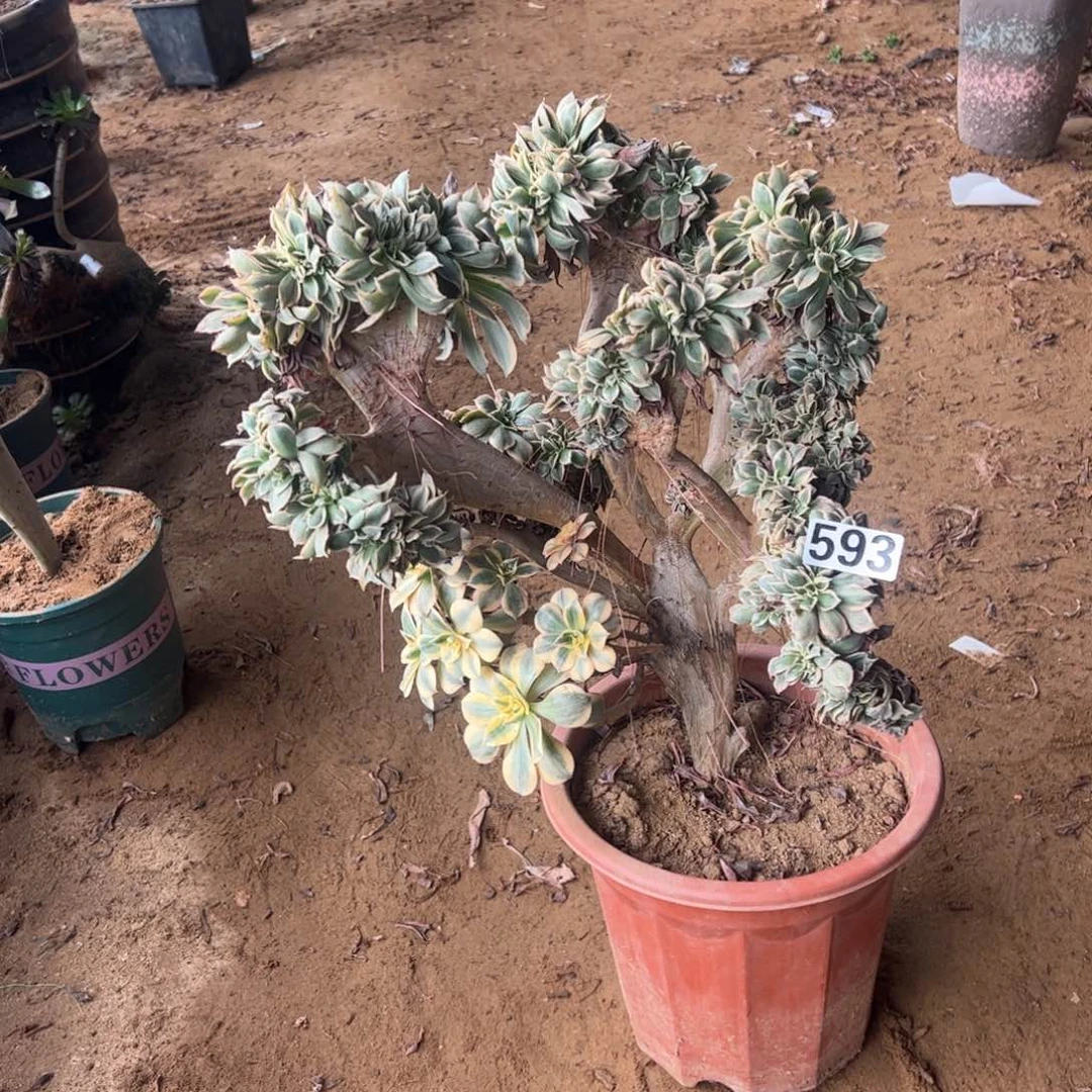 灿烂缀有伤593高度40厘米