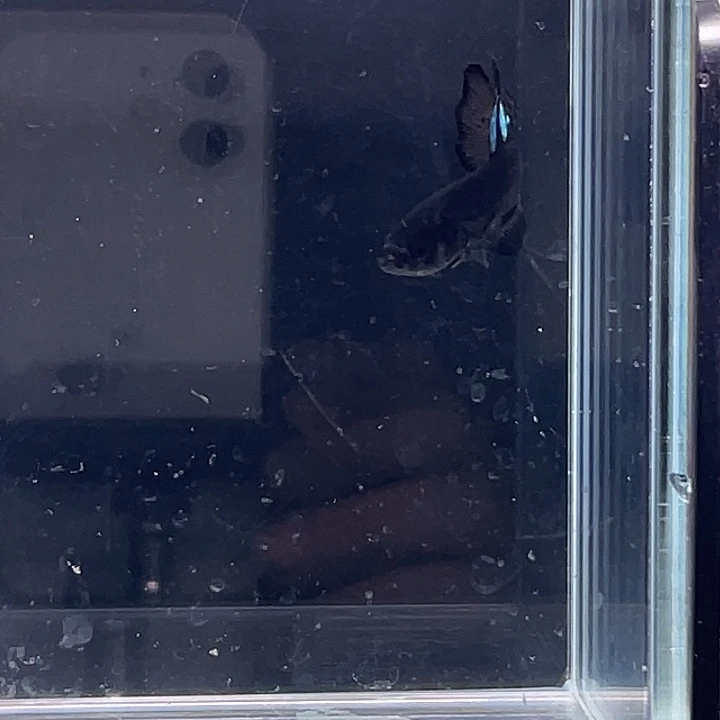 斗鱼活体不退不换 谢谢