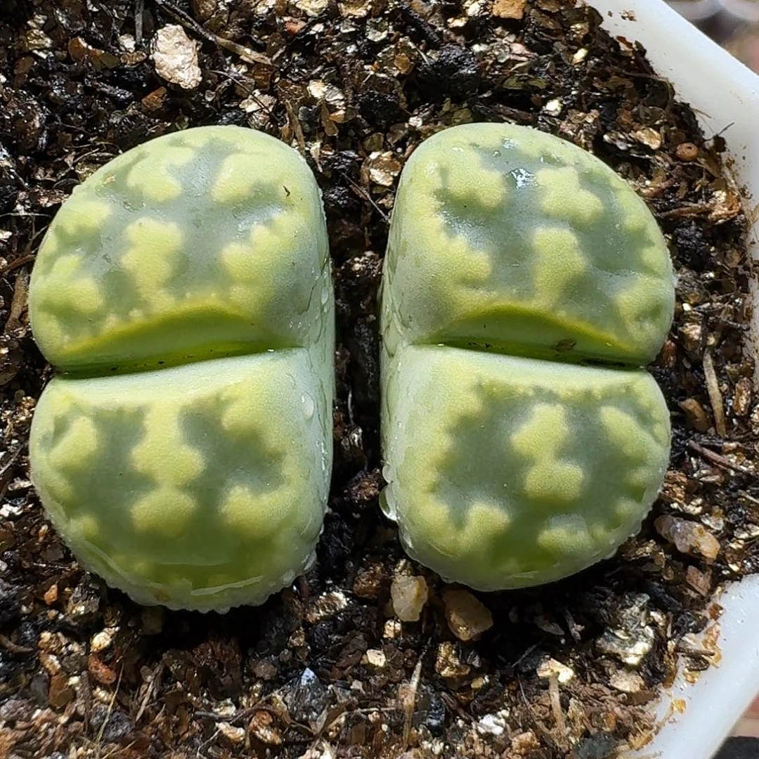 生石花111111、    228
