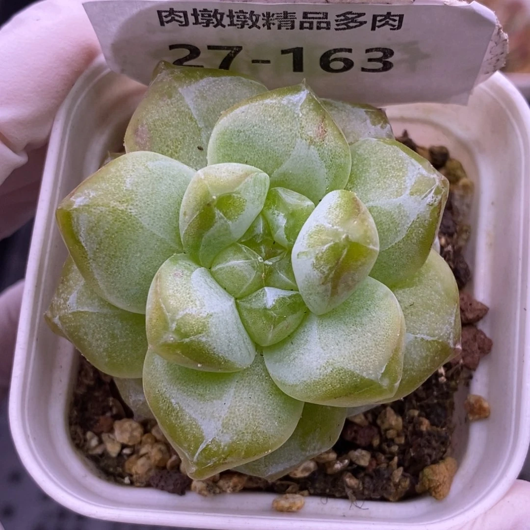【闪购商品】27-163