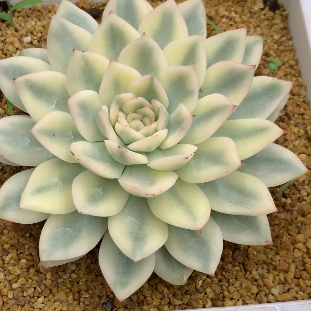 月亮仙子锦姐姐姐姐