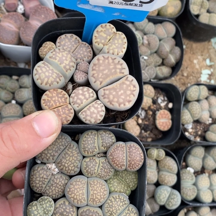 看***吧生石花等植物的生长869