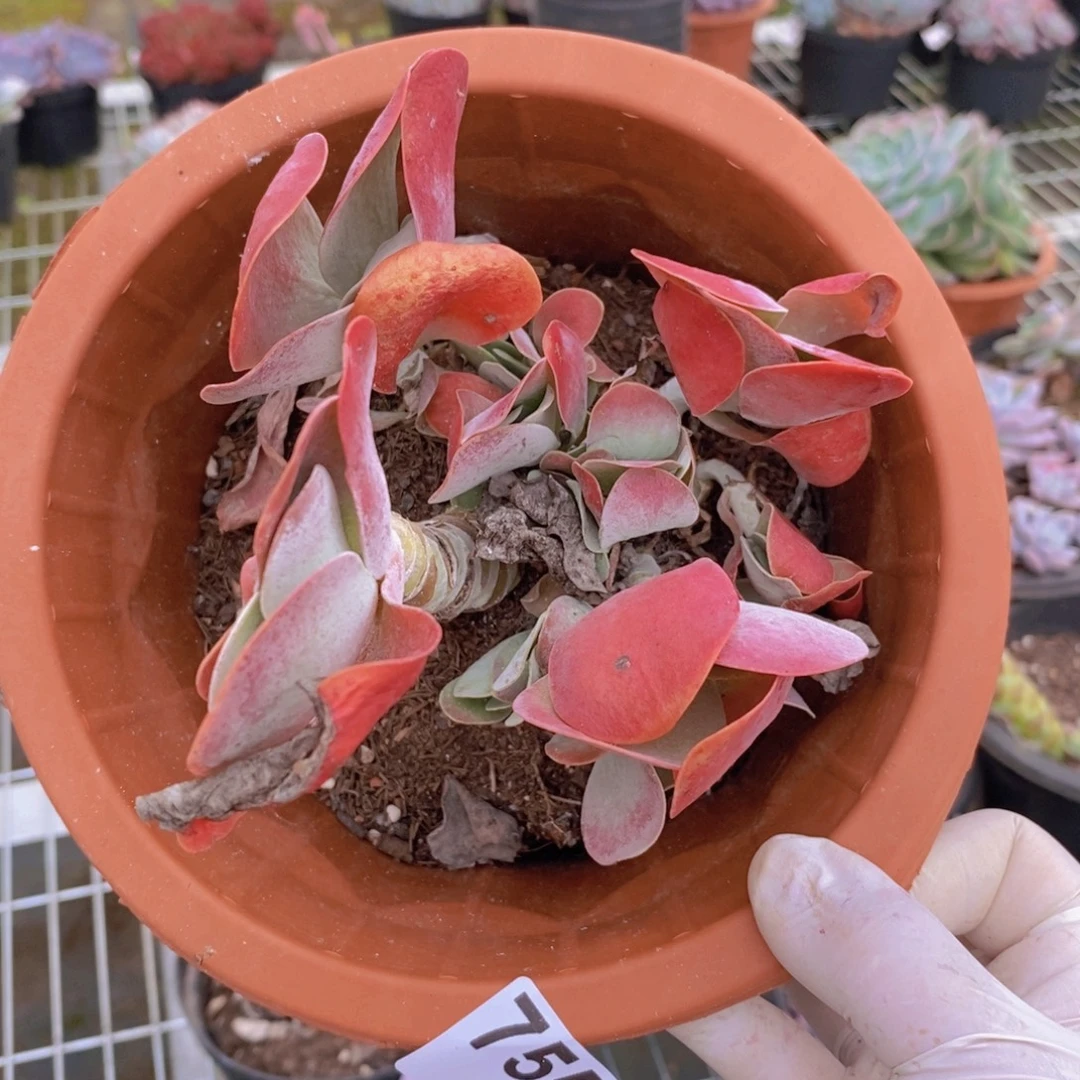 7556唐印锦群一物一拍