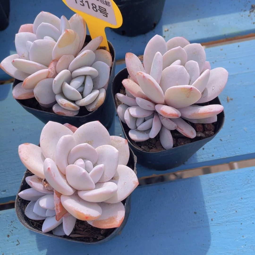 1318号全状态雪莲双头一个