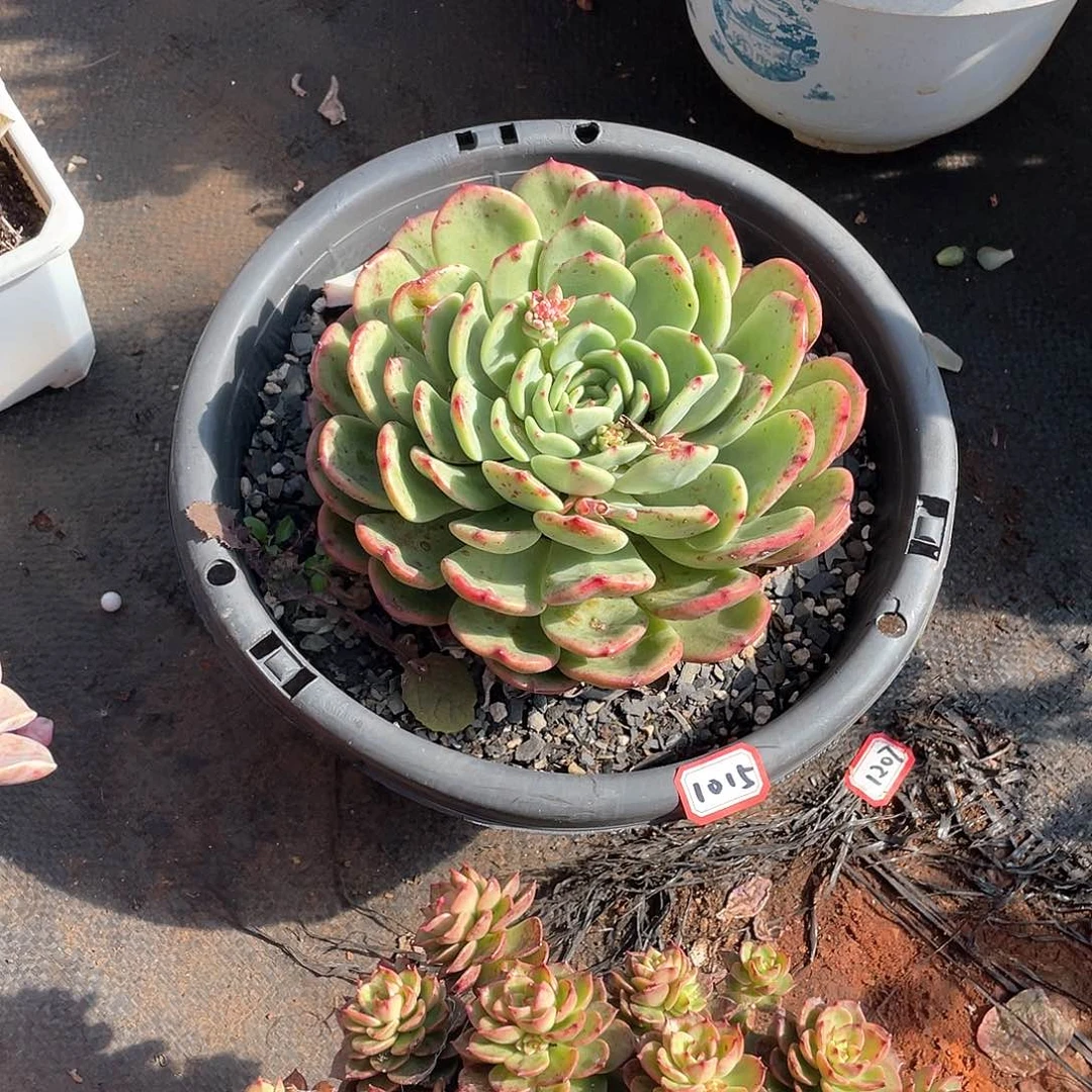 1015三文鱼 一物一拍多肉