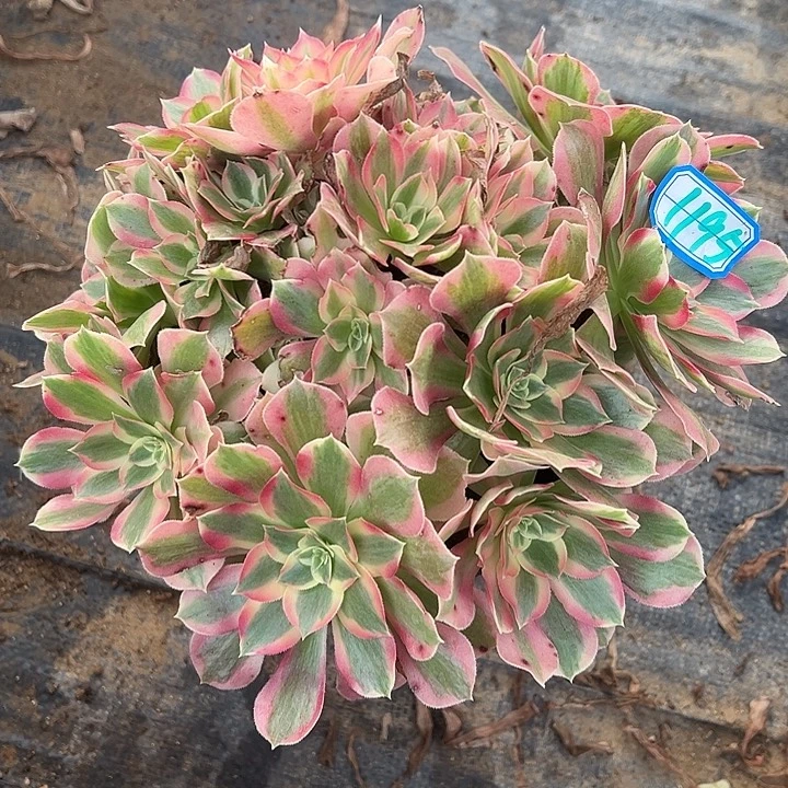 多肉植物布加迪1195