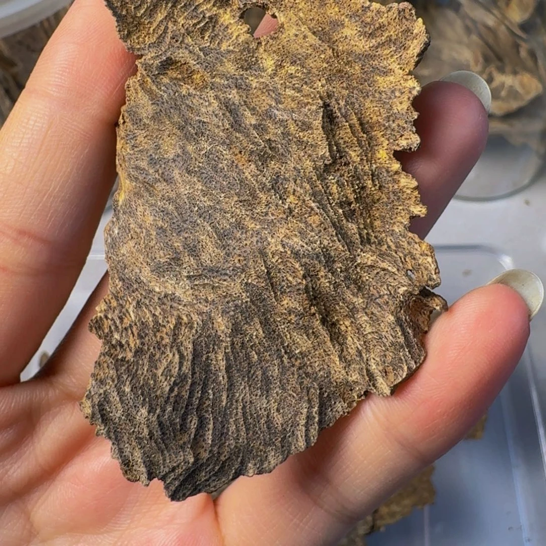 沉香沉香碎屑海南树根油4.7克