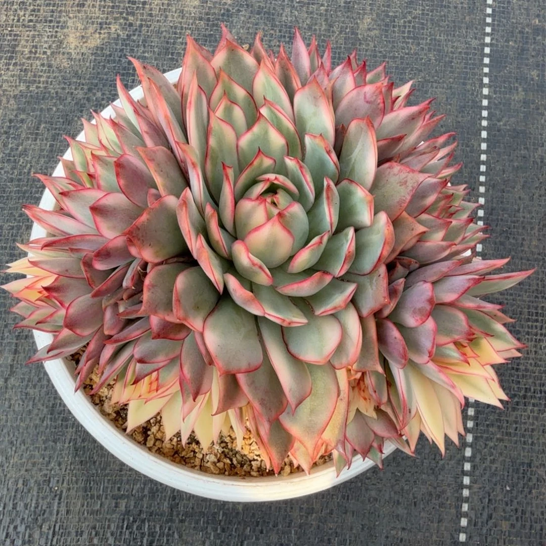 白宝莲灯锦锦上园艺一物一拍