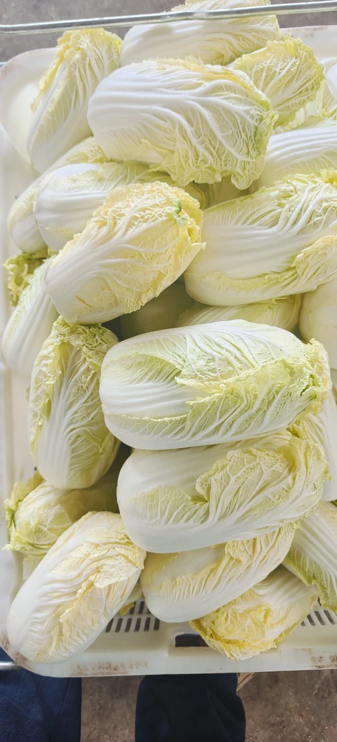 云南通海露天种植的黄心娃娃菜。4/6根，5斤（注）从云南发货。