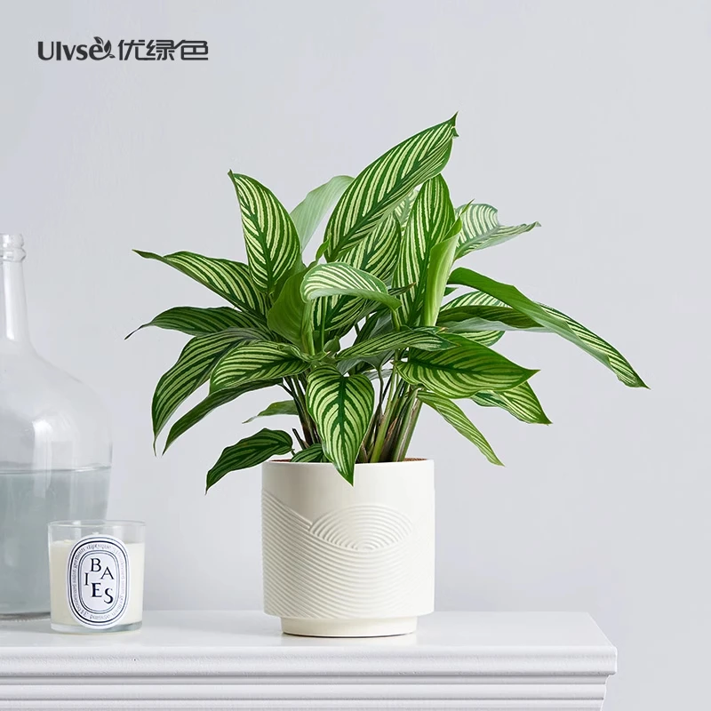 青纹竹芋盆栽办公室桌面书房室内青苹果绿植四季常青耐阴花卉植物