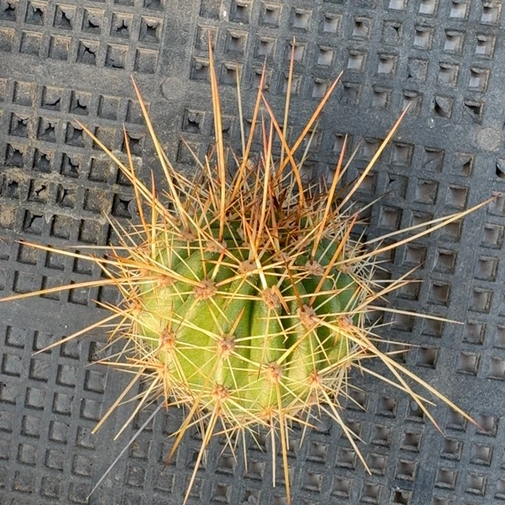 253柱系列毛花柱歪4公分左右无根侧牙，20包邮