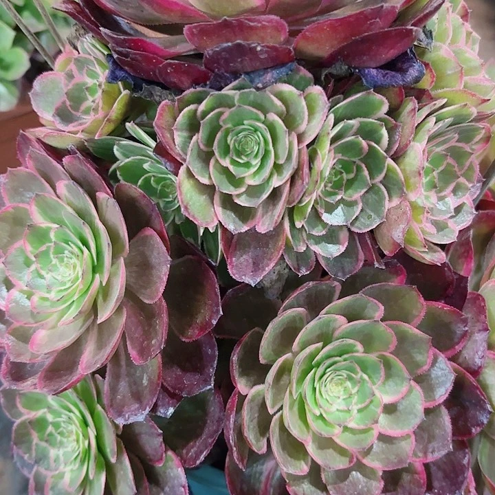 多肉植物福利来 419