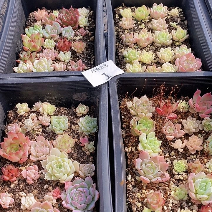 1多肉植物盆栽花卉