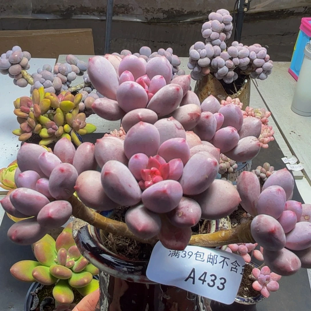 433/12cm仙子奶多肉植物