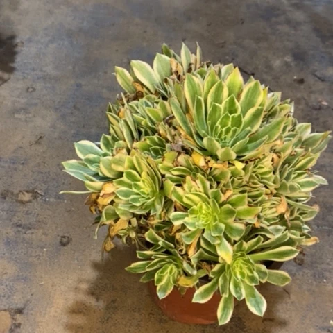 艳宁多肉植物064