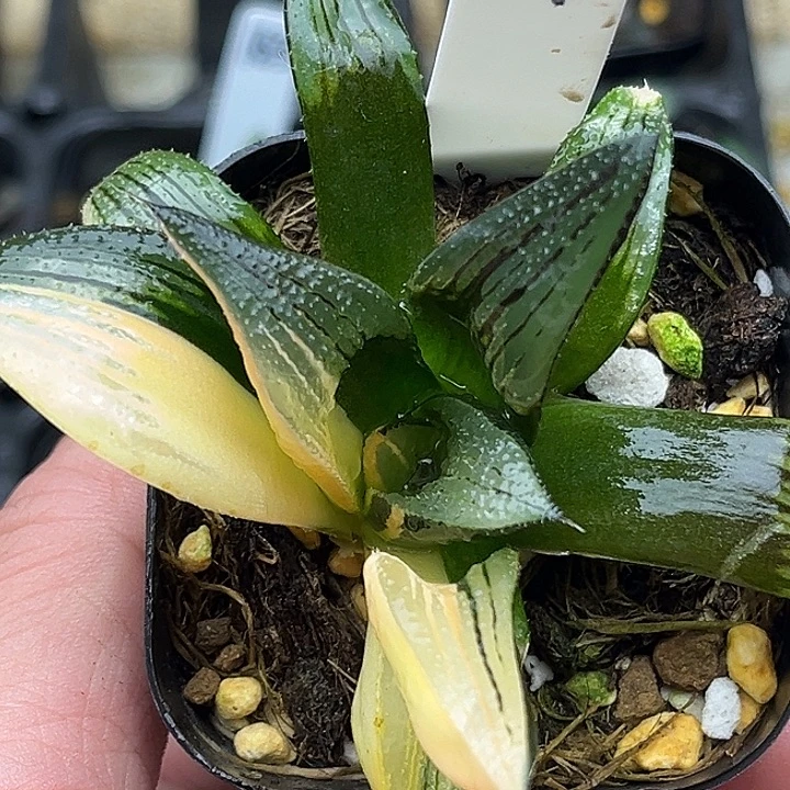 164茜云锦芭提雅头家多肉十二卷