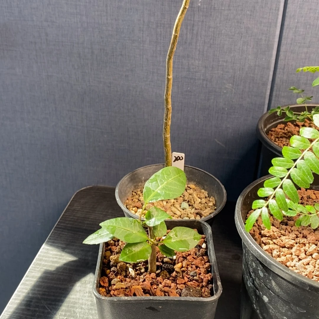 ?***象两棵蛋蛋+舍特裂榄