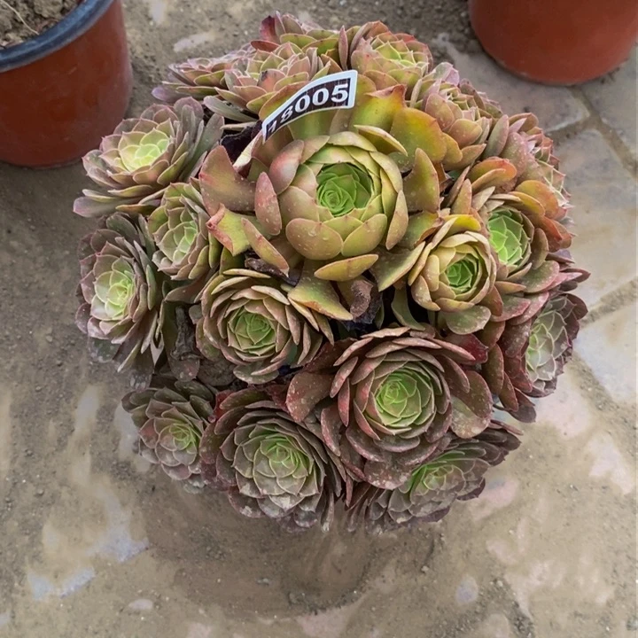 18005号抹茶法师