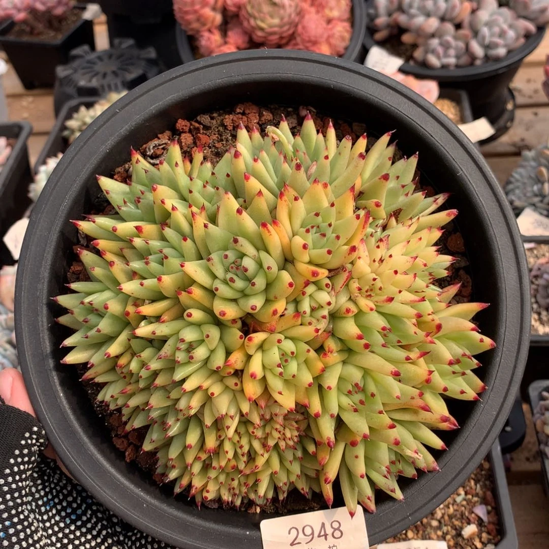 17厘米虎金缀2948