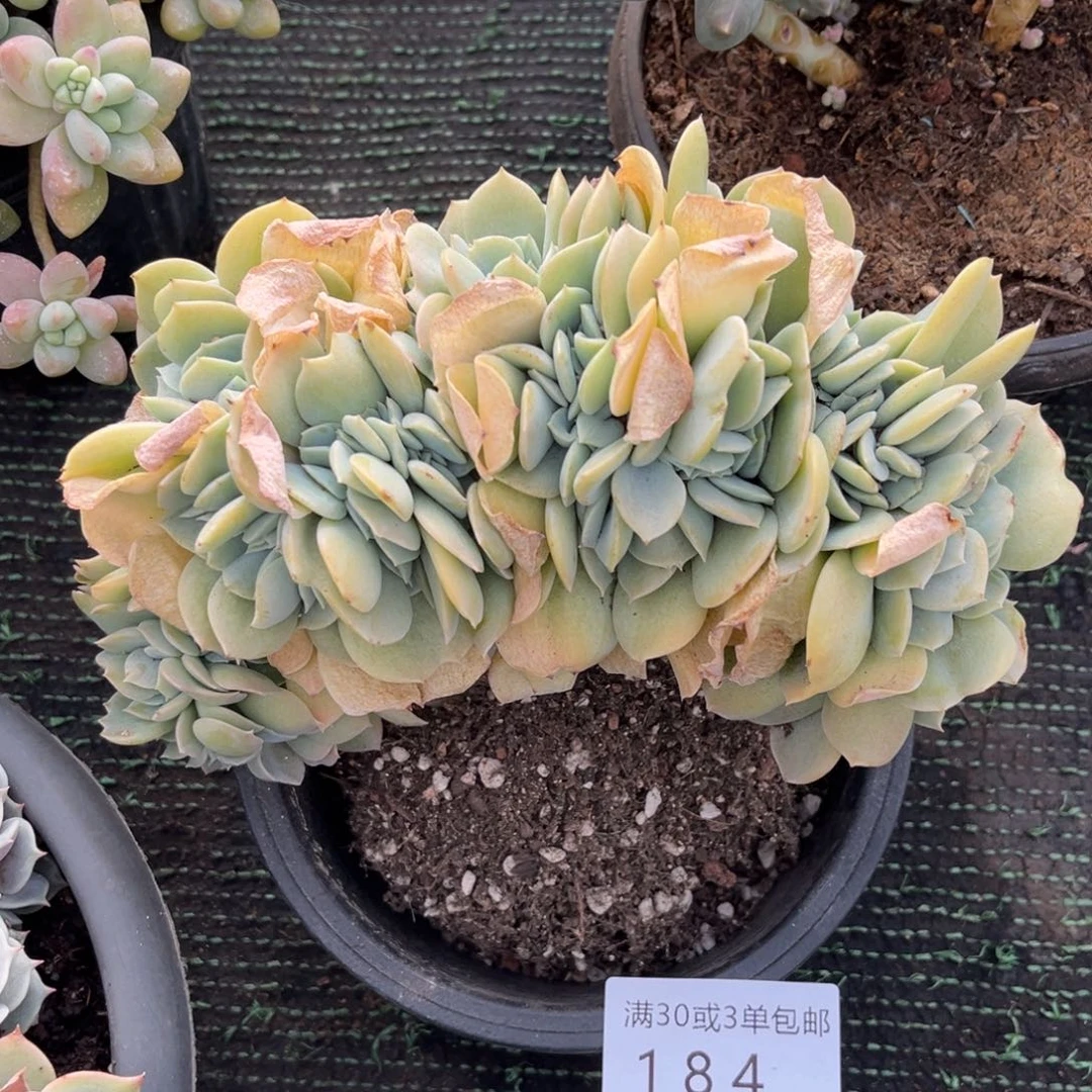 184凤杂多肉植物缀
