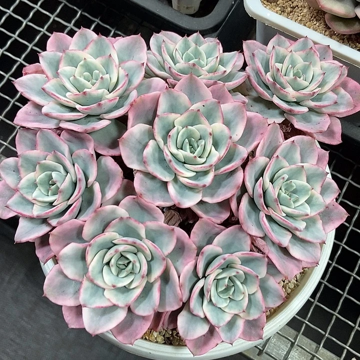 奶油黄桃锦大捧花的