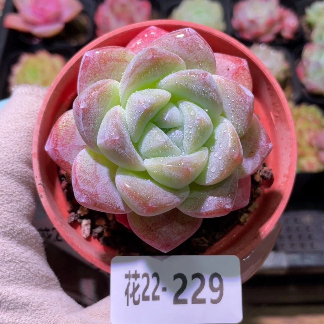 花利美22-229冰玉