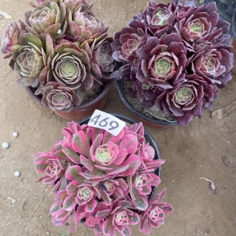 三颗法师一物一拍