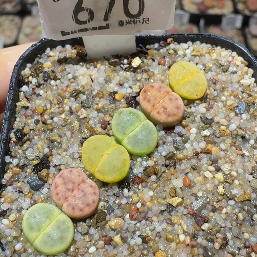 Ssss精品生石花670