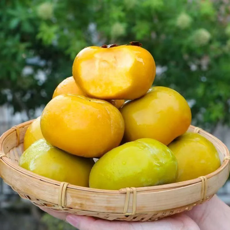 现摘巧克力脆柿子应季水果脆甜多汁软硬两吃