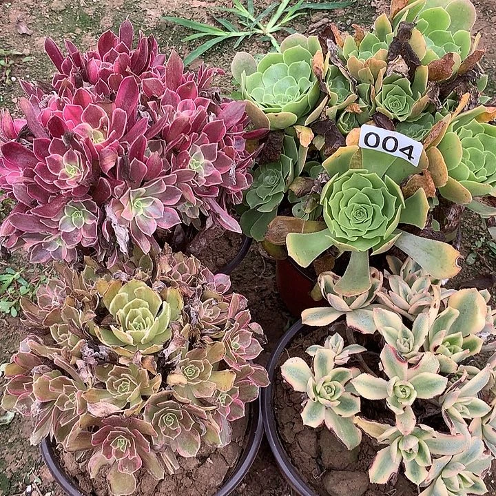 无花朵004四颗多肉植物组合