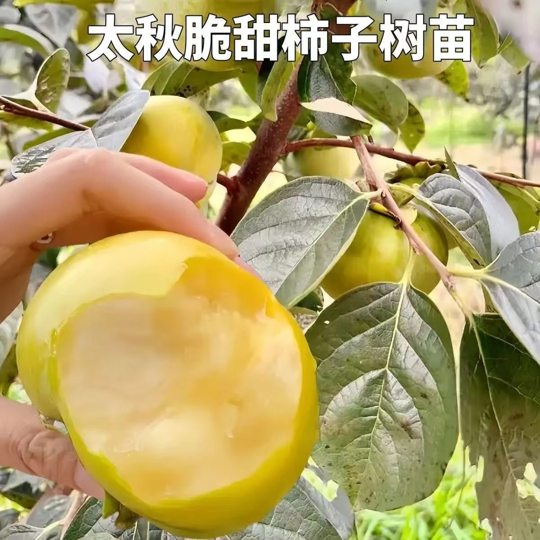 正宗嫁接太秋脆甜柿子树苗南北方庭院种植盆栽地栽柿子苗当年结果