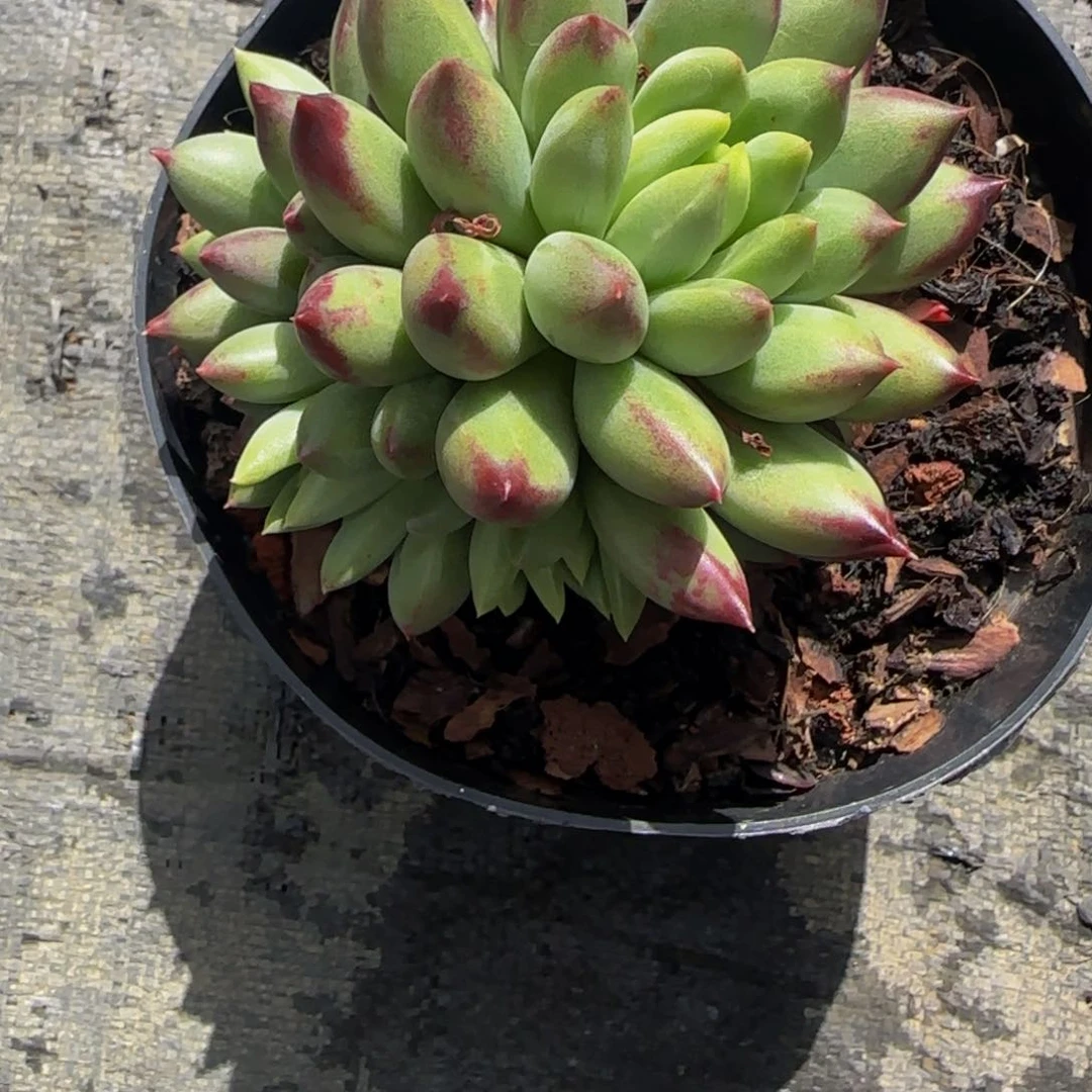 无花朵小***猪C18，二代虞美人