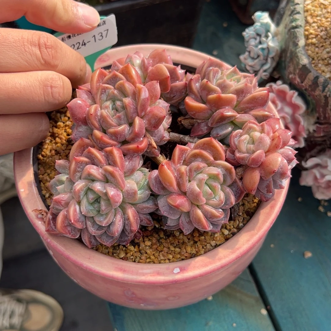从前慢花园多肉编号1224-137
