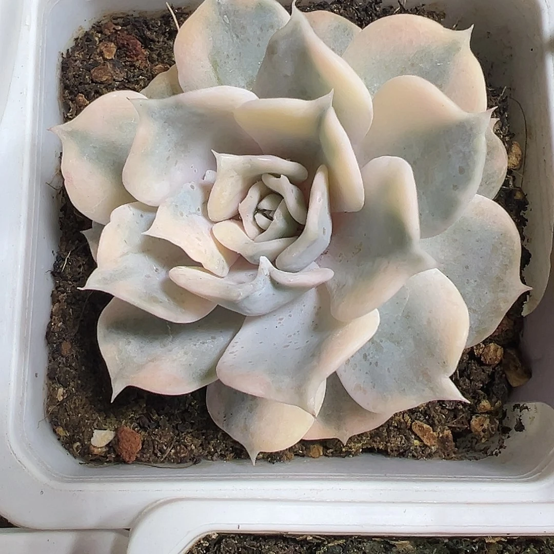 满38包邮利娜莲锦多肉植物