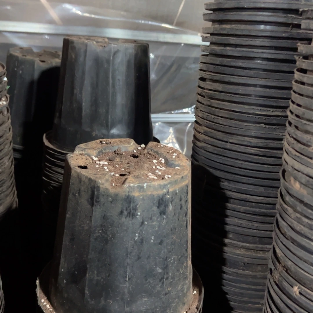 黑砖盆20口径17高 10个